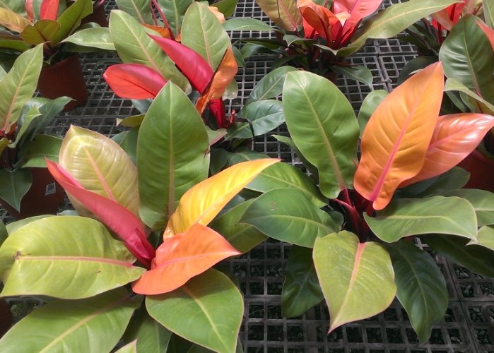 彩虹蔓綠絨種植指南