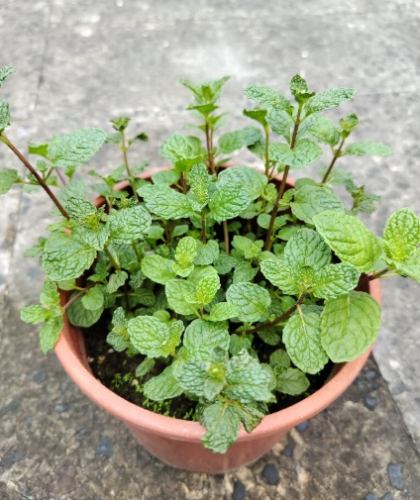 發泡煉石薄荷種植