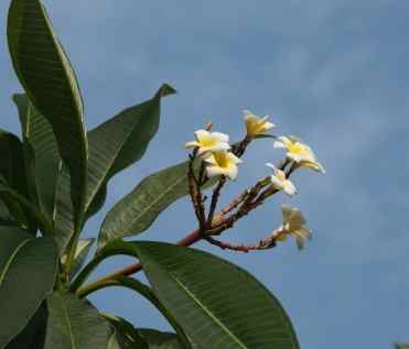 雞蛋花折斷修復