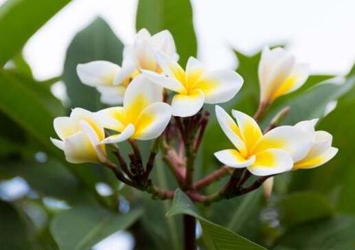 雞蛋花繁殖方法