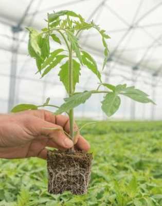 番茄種子發芽技巧