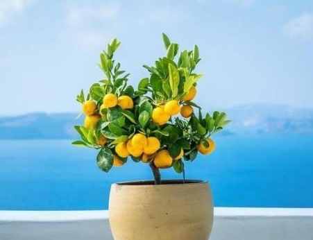 植物開花不結果