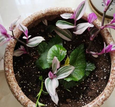 植物生根促進劑