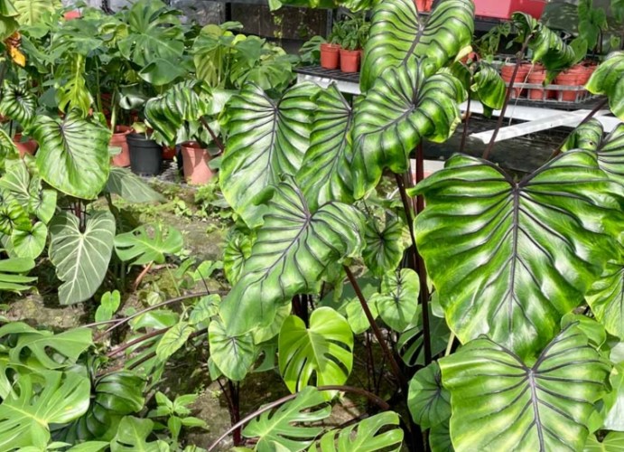 龜背芋葉子發霉