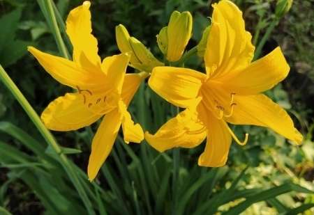 長日照植物種類 長日照植物種類