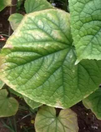 小黃瓜葉子變黃處理