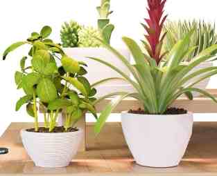 植物生長燈使用技巧 植物生長燈使用技巧