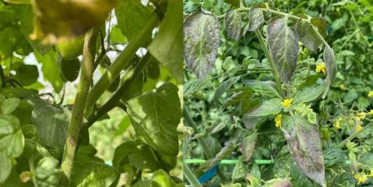 番茄葉子紫色原因