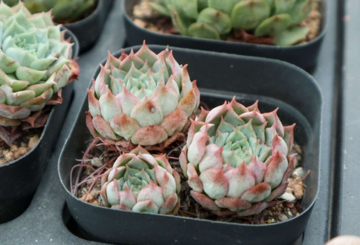 多肉葉子變皺原因