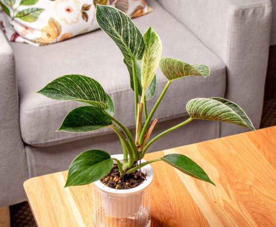 水培鉑金蔓綠絨方法