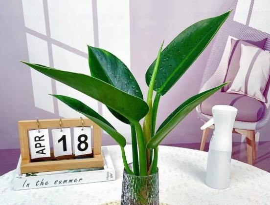 金鑽綠公主植物風水