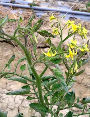 番茄葉子紫色原因