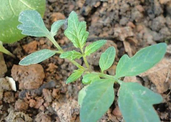 小番茄育苗方法 小番茄育苗方法