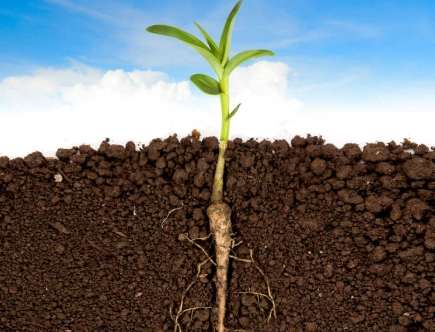 植物生根粉DIY 植物生根粉DIY