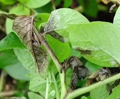 馬鈴薯晚疫病防治
