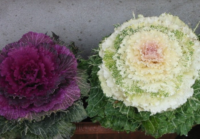 葉牡丹種子發芽