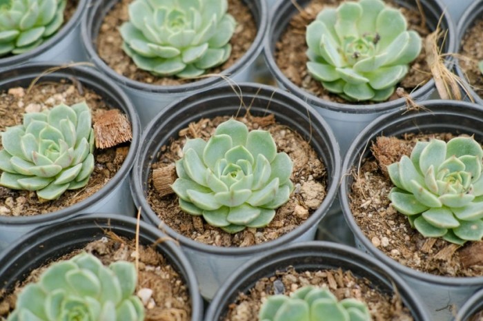 多肉植物葉子皺縮