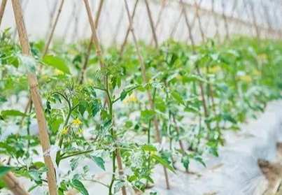 台灣番茄種植技巧