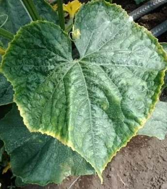 小黃瓜葉子變黃處理