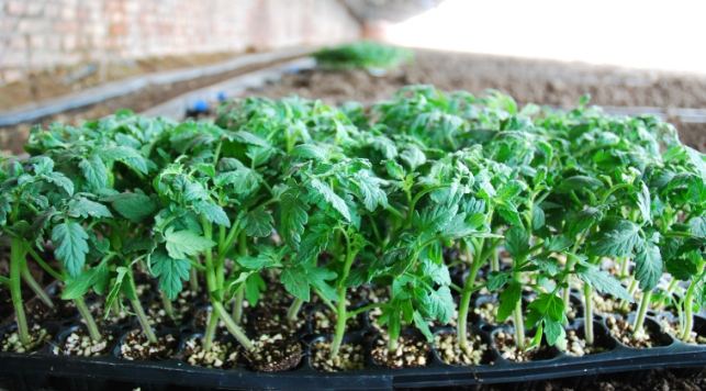 西红柿育苗最佳温度