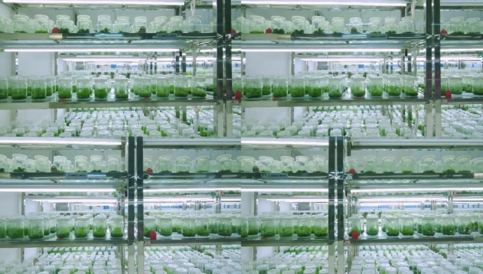 自製植物營養液