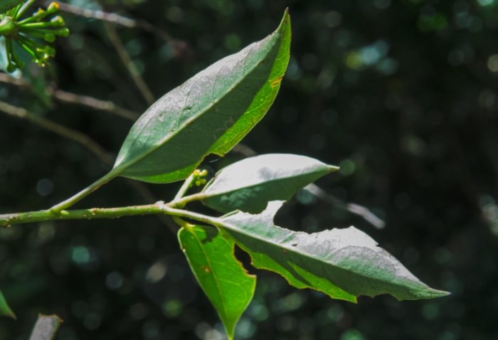 人參樹栽培方法