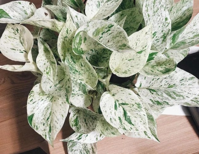 耐陰植物 耐陰植物