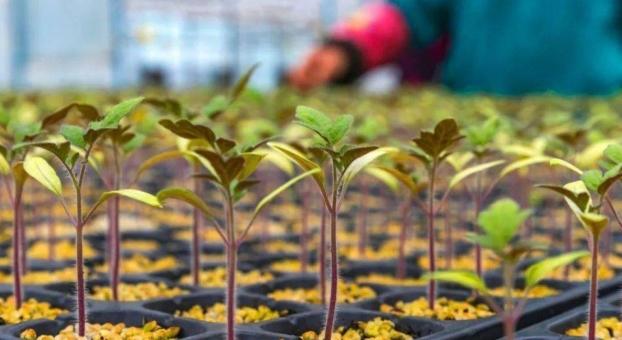 家庭種植番茄育苗