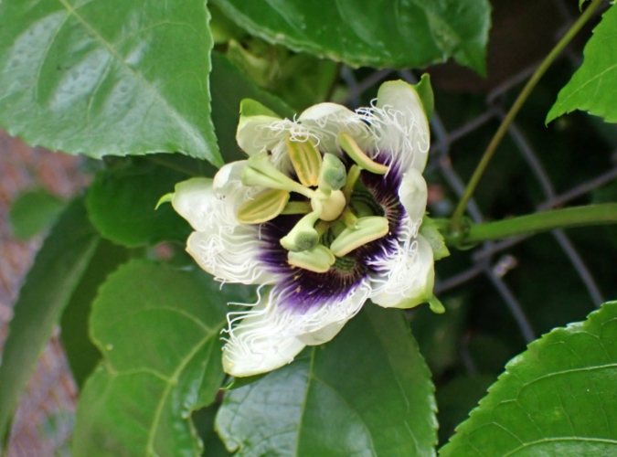 雞蛋果病虫害防治