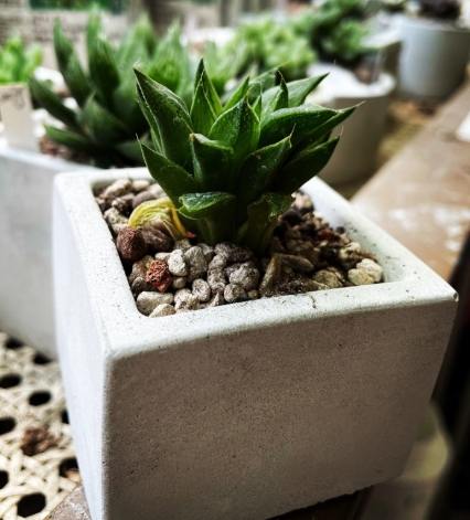 水泥盆鹼性處理