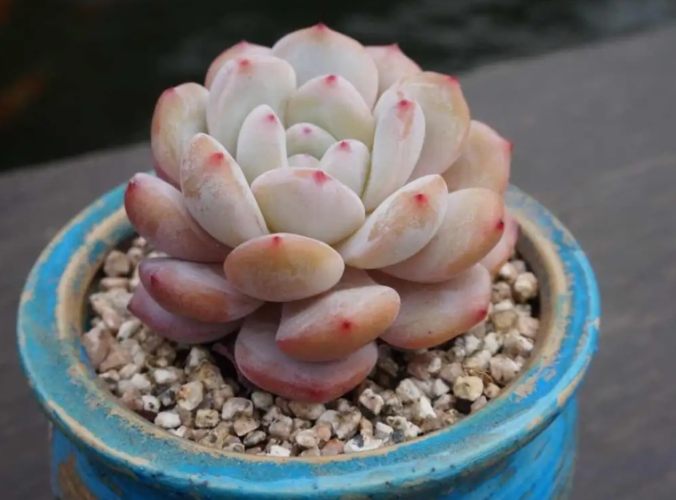 多肉葉片變皺處理