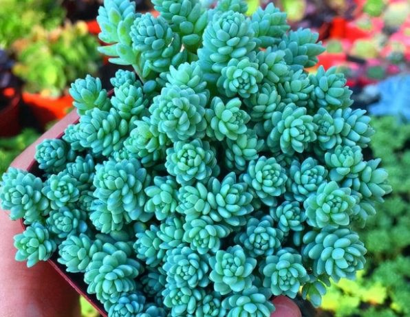 多肉植物葉子皺縮