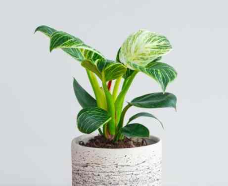 紅苞喜林芋養護