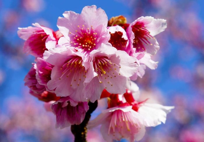 櫻花枯萎 櫻花枯萎