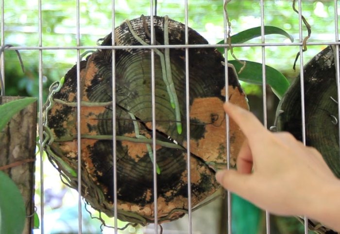 樹皮介質發霉原因