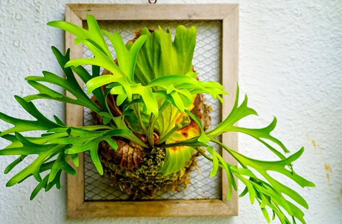 鹿角蕨分株方法 鹿角蕨分株方法