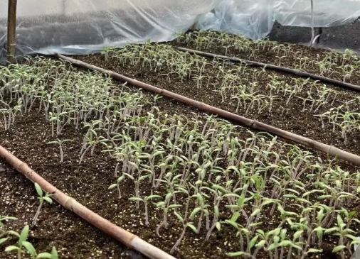 小番茄種子發芽技巧 小番茄種子發芽技巧