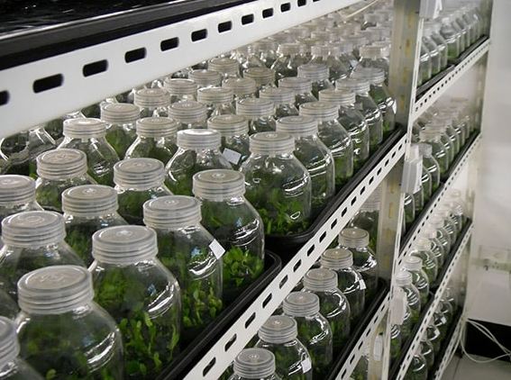 有機營養液配方