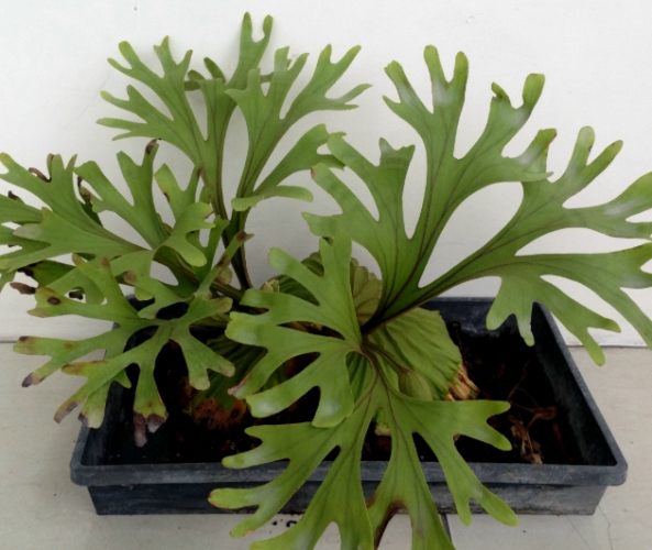 鹿角蕨分株方法 鹿角蕨分株方法