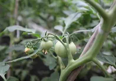 番茄缺鈣防治