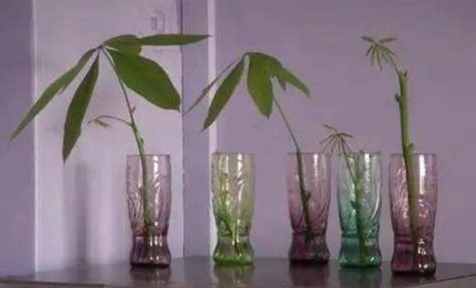 水培樹枝優點 水培樹枝優點