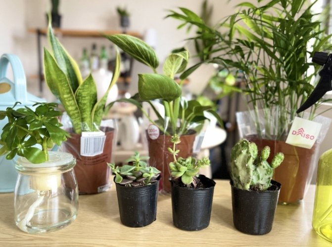 葉子軟化原因 葉子軟化原因