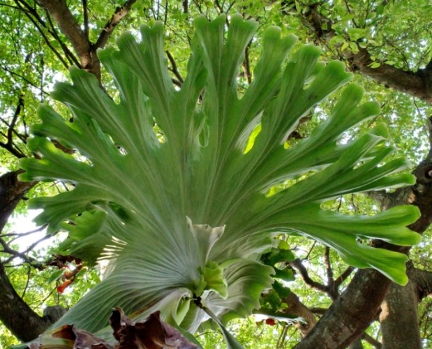 鹿角蕨分株方法 鹿角蕨分株方法