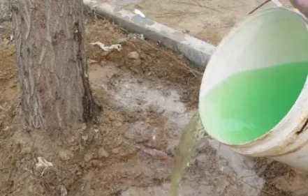 植物扦插生根水