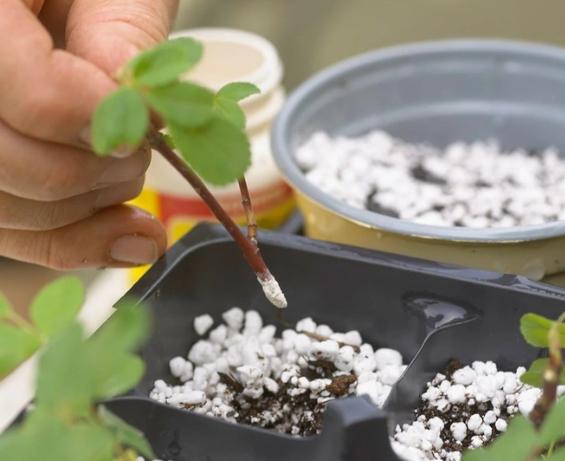 生根粉使用方法