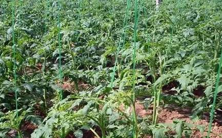 西红柿种子发芽温度控制