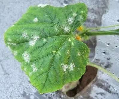 小黃瓜白粉病防治