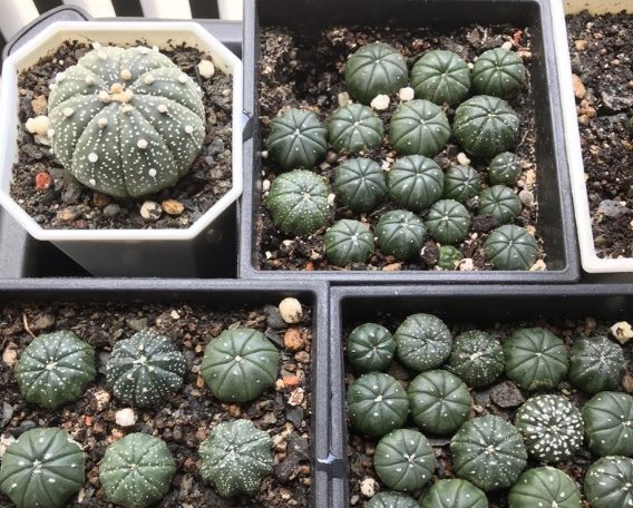 多肉植物凹陷原因