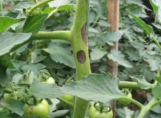 番茄害蟲防治 番茄害蟲防治