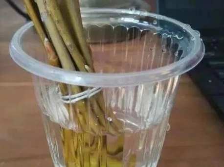 植物扦插生根水